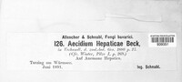 Aecidium hepaticae image